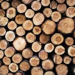 Teak
