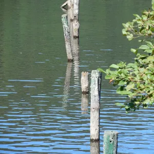 Hout impregneer
